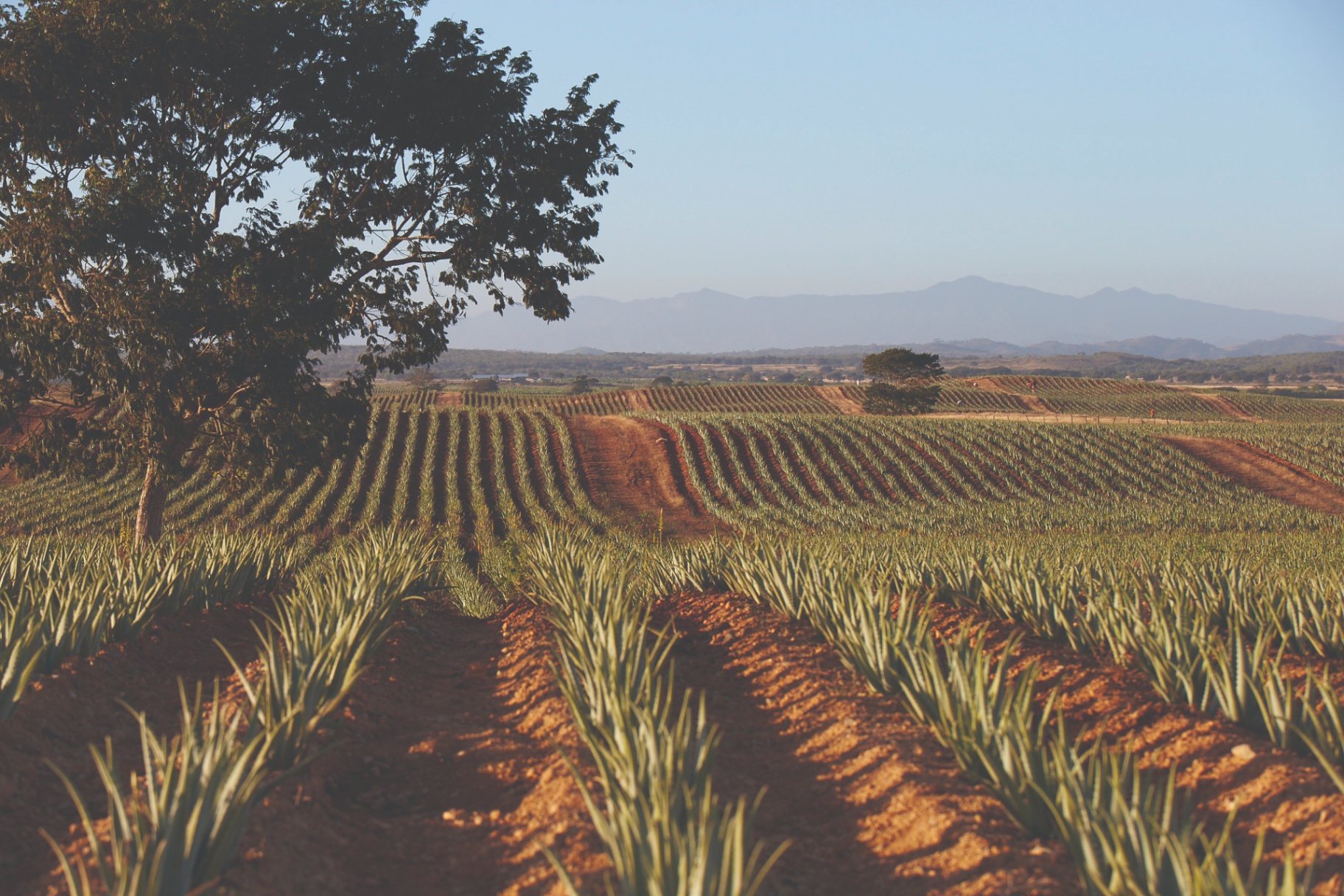 Linhas de cultivo de Aloe Vera em fazenda oficial da Forever